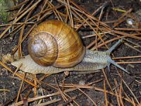 Weichtiere (Weinbergschnecke)