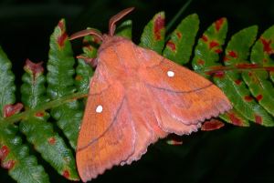 animal picture