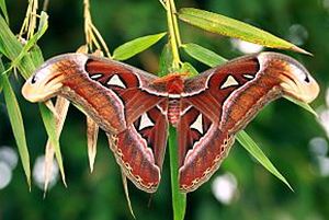 animal picture