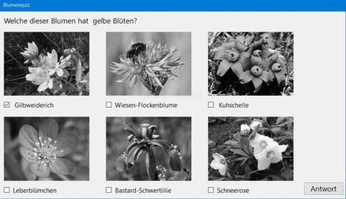 Blumenquiz: Alle Blumen finden, deren Blüten eine bestmmte Farbe haben