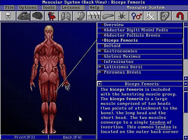 Bodyworks 3.0 on MS-DOS 7.10: Muscular system exploration - Entire body