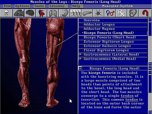 Bodyworks 3.0 on MS-DOS 7.10: Muscular system exploration - Biceps femoris