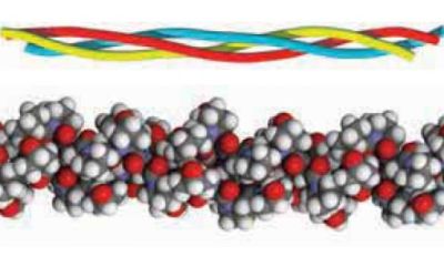 Tertiary protein structure: collagen helix