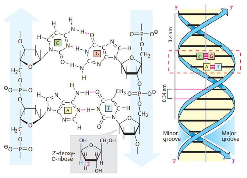 DNA structure [Koolman/Roehm, Color Atlas of Biochemistry, 2nd edition, © 2005 Thieme]