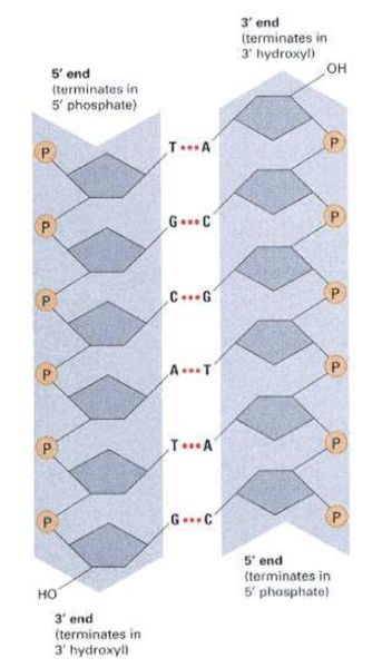 DNA antiparallel strands [Hartl/Jones, Genetics: Principles and Analysis, 4th Edition, © 1998 Jones and Bartlett Publishers]