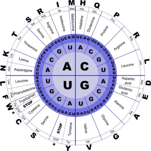 Genetic code chart for DNA [http://www.geneinfinity.org/sp/sp_gencode.html]