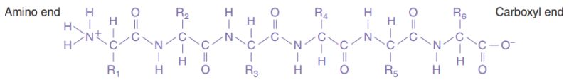 Protein primary structure example