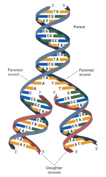 Watson-Crick model of DNA replication [Hartl/Jones, Genetics: Principles and Analysis, 4th Edition, © 1998 Jones and Bartlett Publishers]