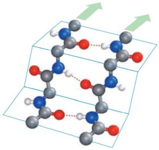 Secondary protein structure: parallel β-sheet