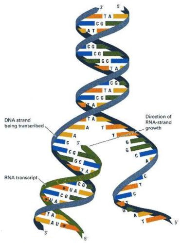DNA transcription [Hartl/Jones, Genetics: Principles and Analysis, 4th Edition, © 1998 Jones and Bartlett Publishers]