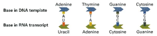 base-pairing rules between DNA and RNA [Hartl/Jones, Genetics: Principles and Analysis, 4th Edition, © 1998 Jones and Bartlett Publishers]