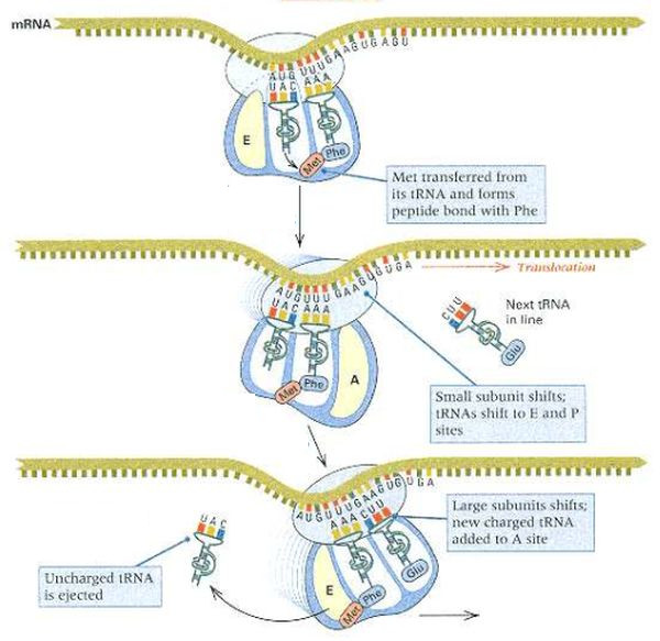 RNA translation: First steps in elongation [Hartl/Jones, Genetics: Principles and Analysis, 4th Edition, © 1998 Jones and Bartlett Publishers]