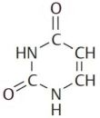 Nucleobases: Uracil